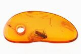 Fossil Moth (Lepidoptera) in Baltic Amber #275507-1